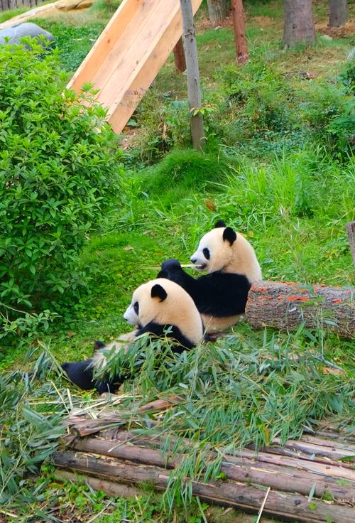 Adorable Giant Panda at Chengdu Sichuan Panda Base - GioTrip Wildlife Cultural Experience